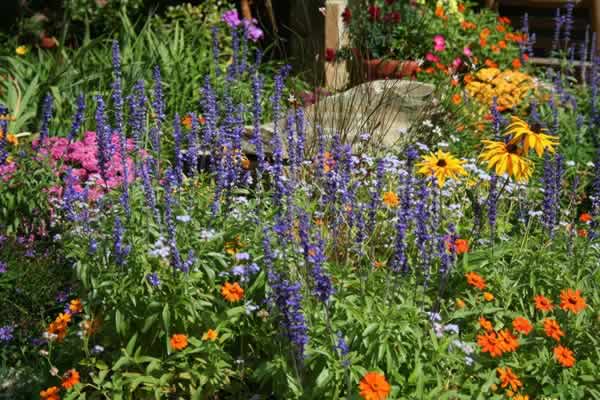 Use this guide for a checklist of easy-to-care-for perennials.